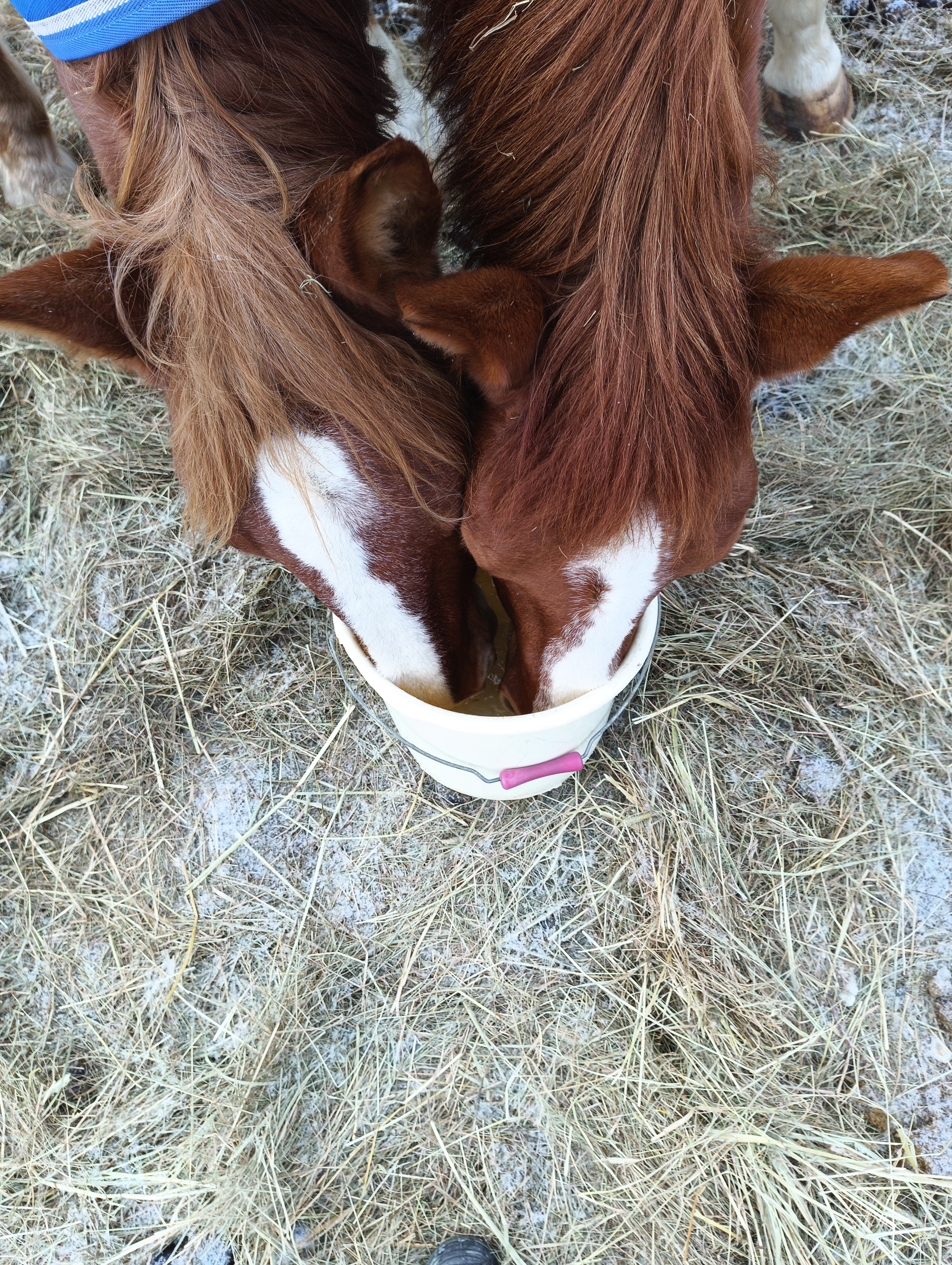 Tori hobune ja sport Tori hobune söövad ämbrist.